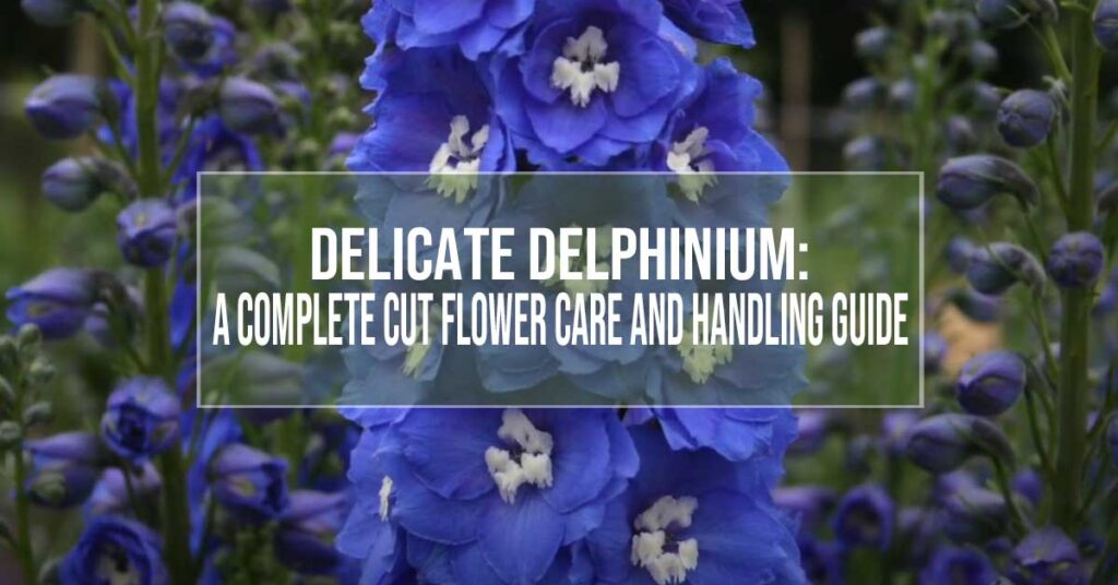 Delicate Delphinium: A Complete Cut Flower Care And Handling Guide