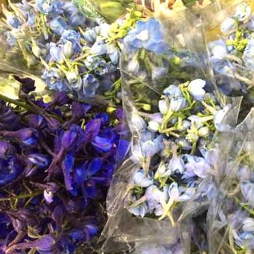 delphinium bunches