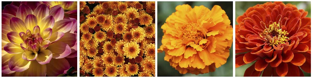 Some of our favorite fall flowers: dahlias, chyrsanthemums, marigolds, and zinnias.
