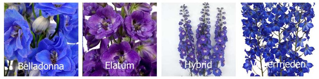 delphinium varieties