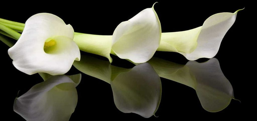 arrange calla lilies