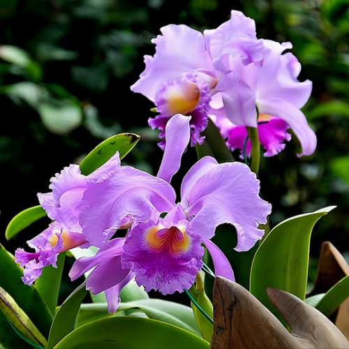 catleya orchid plant