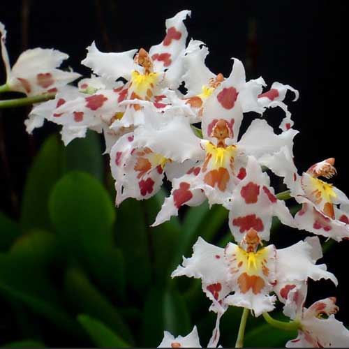 odontoglossum orchid plant