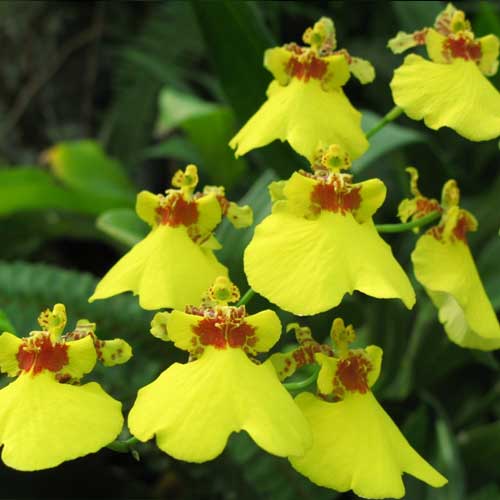 oncidium orchid plant