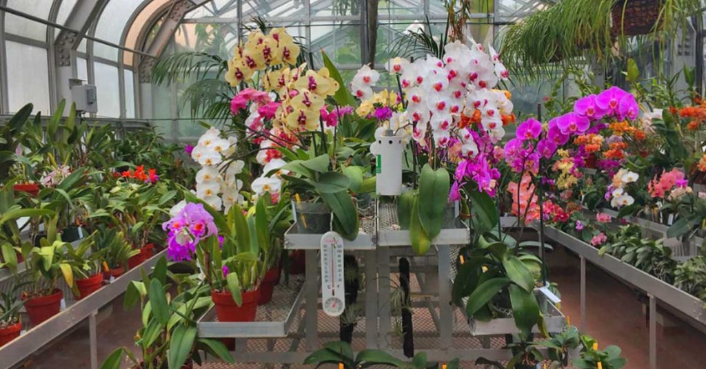 orchid plants in greenhouse