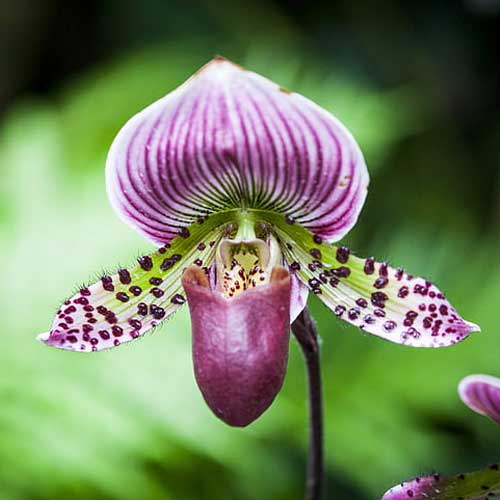 paphiopedilum orchid plant