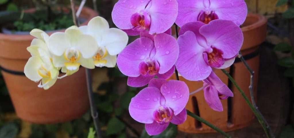 phalaenopsis orchid plant care