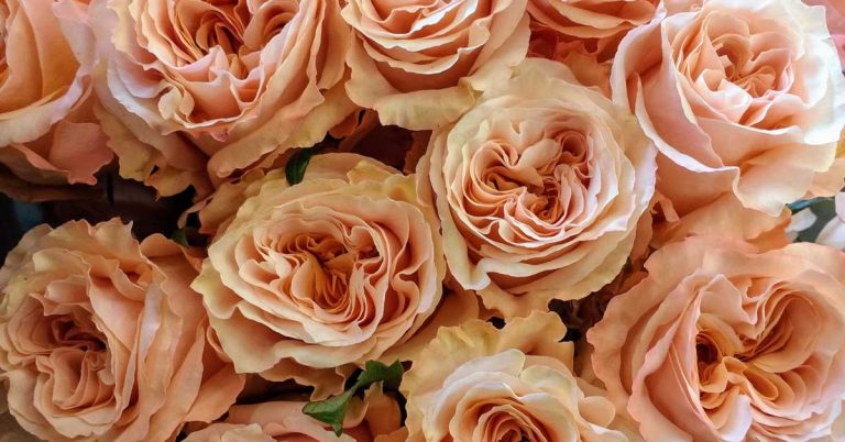 apricot garden roses