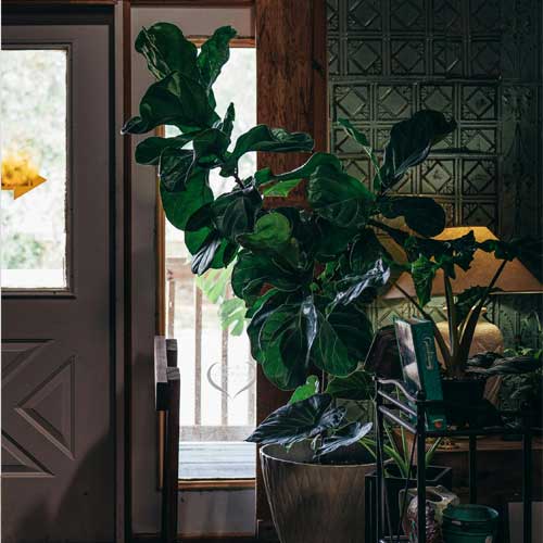 fiddle leaf fig care