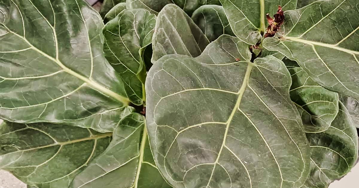 fiddle leaf fig plant care