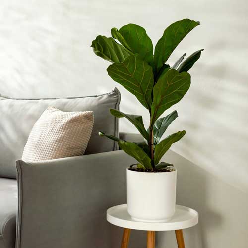 fiddle leaf fig plant