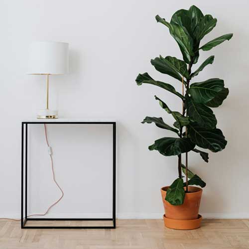 fiddle leaf fig